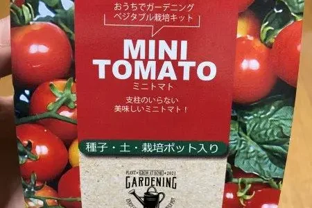ダイソー【栽培キット】２００円ミニトマトを育ててみた！