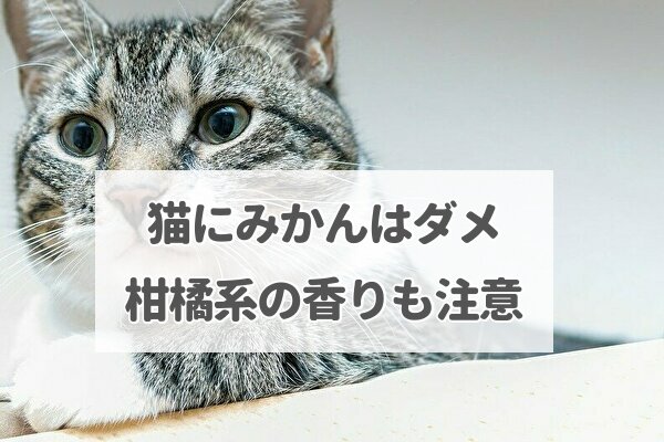 危険 猫の頭にみかん 柑橘アロマオイル 灯油も注意 Tomato Search2 Com