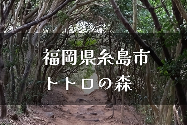 福岡県糸島市【トトロの森】散策・木で作られたトンネル