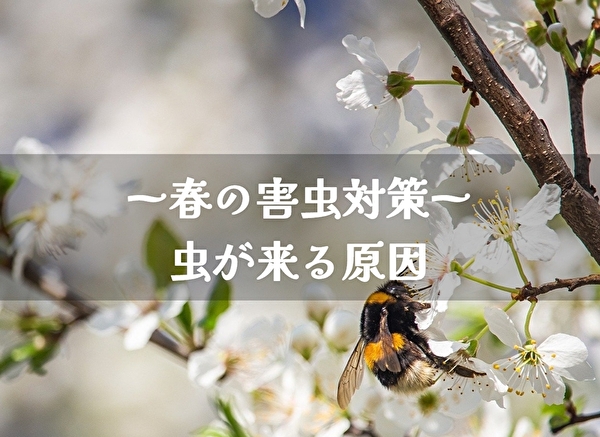 春の害虫対策 虫を引き寄せる行動は 洗濯 ゴミ 花 トマトサーチ２