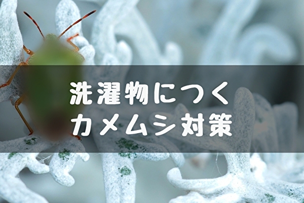 カメムシ対策！新アイデア】洗濯物に寄り付かないようにする | トマトサーチ２